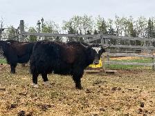 Friendly Yak Bull Yearling for Sale - Photo 2