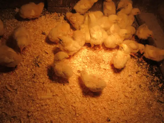 Cornish Meat Chicks