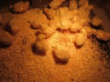 Cornish Meat Chicks