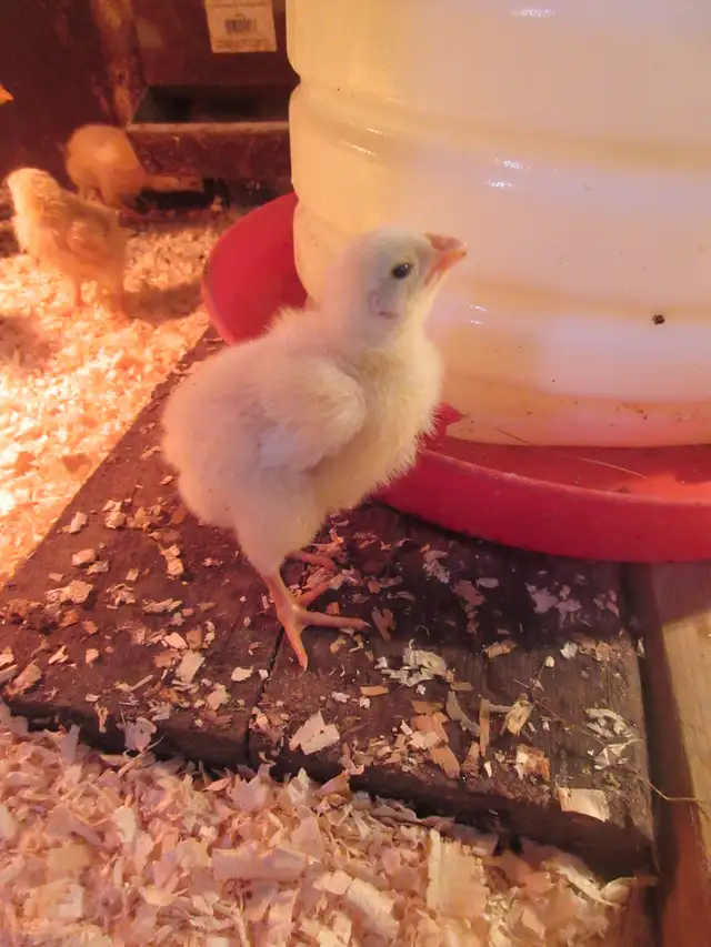 Cornish Meat Chicks - Photo 2