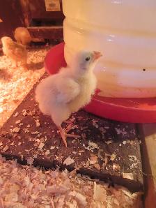 Cornish Meat Chicks - Photo 2