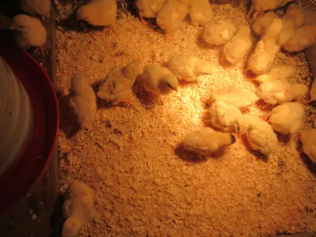 Cornish Meat Chicks - Photo 3