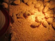 Cornish Meat Chicks - Photo 3