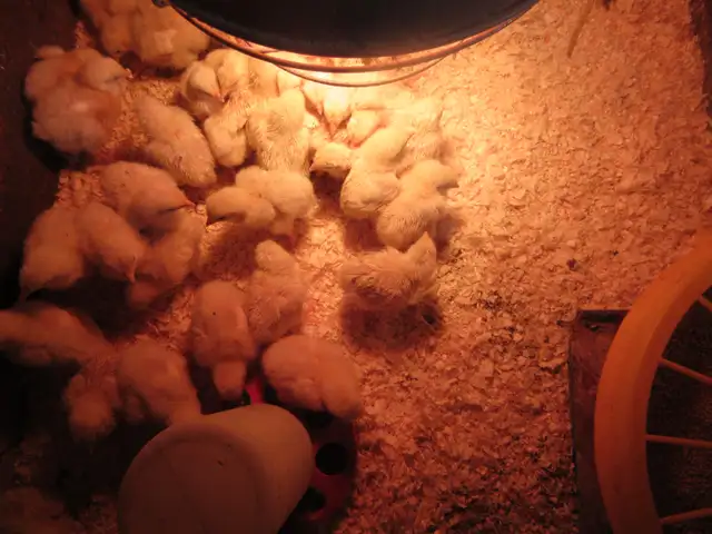 Cornish Meat Chicks - Photo 4