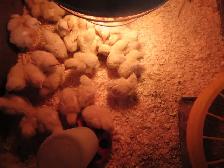 Cornish Meat Chicks - Photo 4