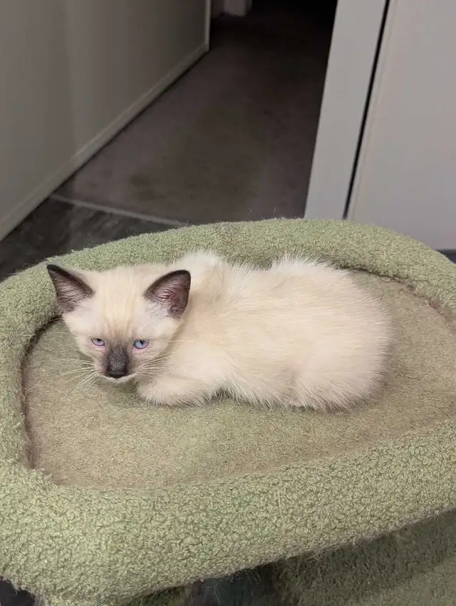 Simease Kittens $200 - Photo 3