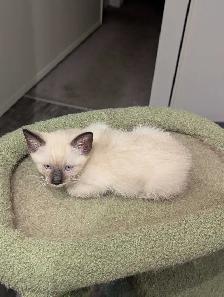 Simease Kittens $200 - Photo 3