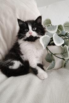 Chaton Siberien hypoallergene