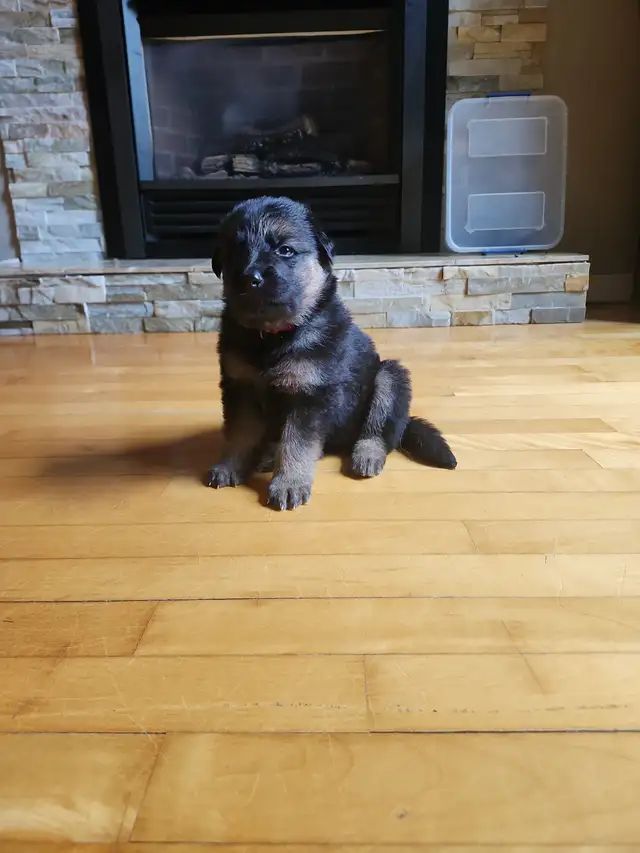 Chiot a adopté