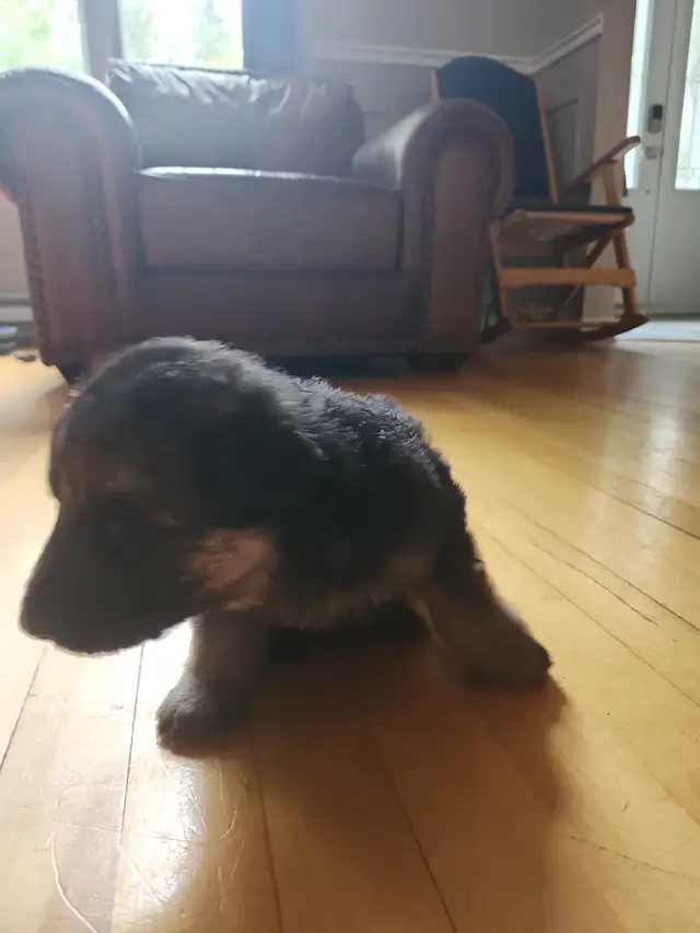 Chiot a adopté - Photo 2