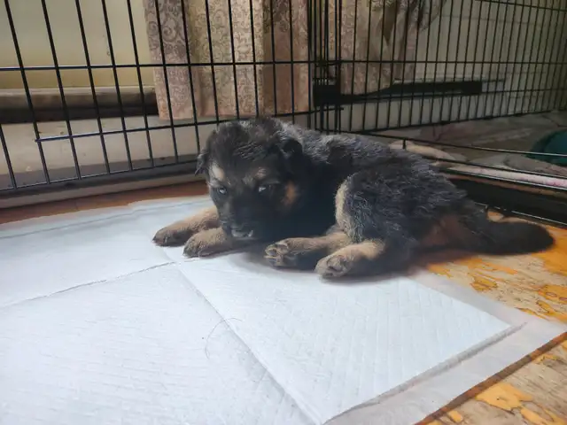 Chiot a adopté - Photo 3