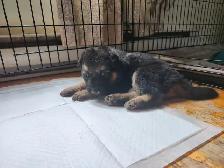 Chiot a adopté - Photo 3