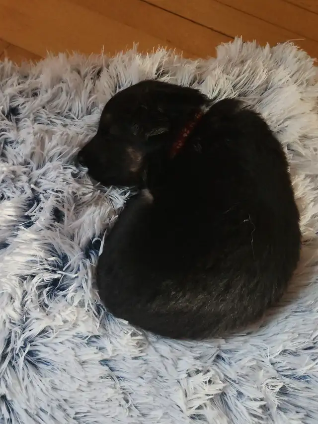 Chiot a adopté - Photo 4