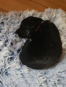 Chiot a adopté - Photo 4