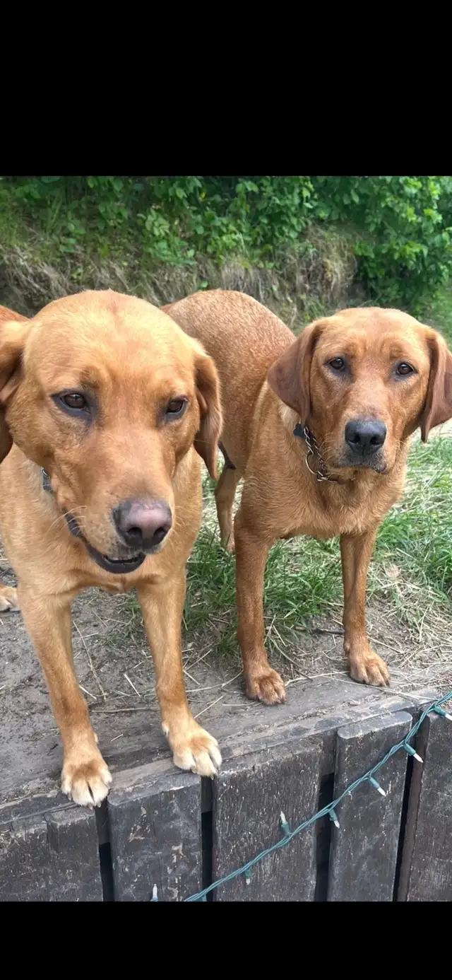 ❤️Sweetest Labs Puppies! ❤️
