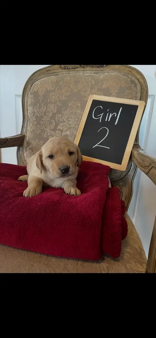 ❤️Sweetest Labs Puppies! ❤️ - Photo 3