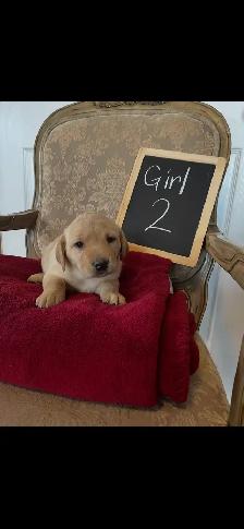 ❤️Sweetest Labs Puppies! ❤️ - Photo 3