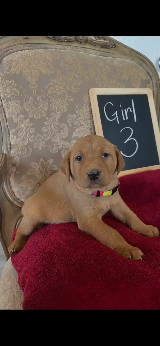 ❤️Sweetest Labs Puppies! ❤️ - Photo 4