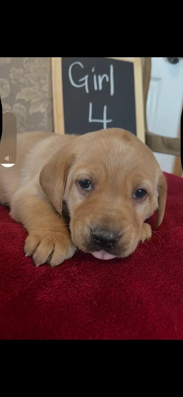 ❤️Sweetest Labs Puppies! ❤️ - Photo 5