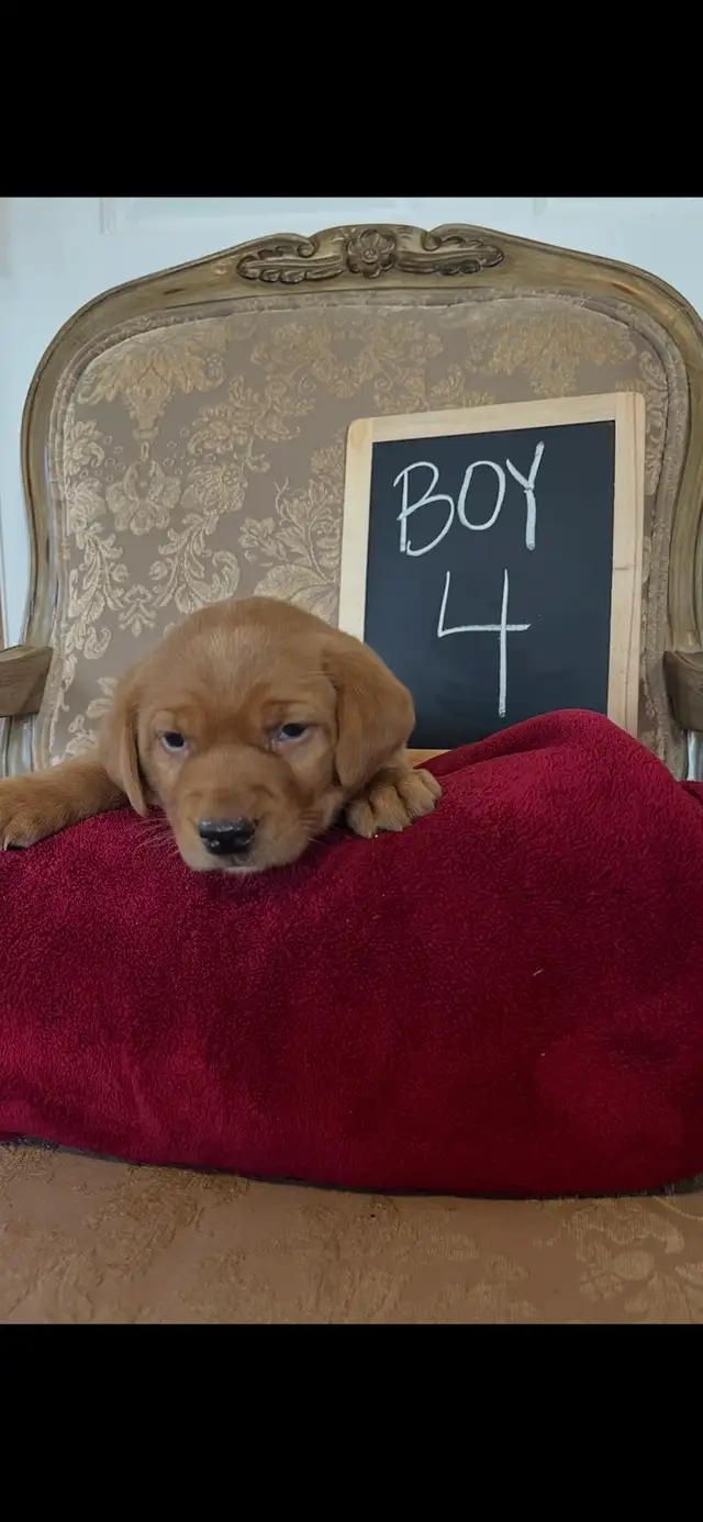 ❤️Sweetest Labs Puppies! ❤️ - Photo 9