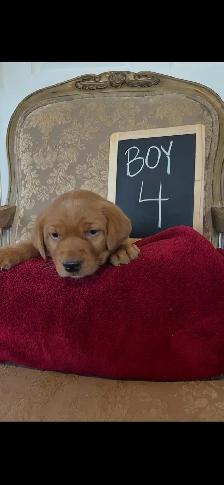 ❤️Sweetest Labs Puppies! ❤️ - Photo 9