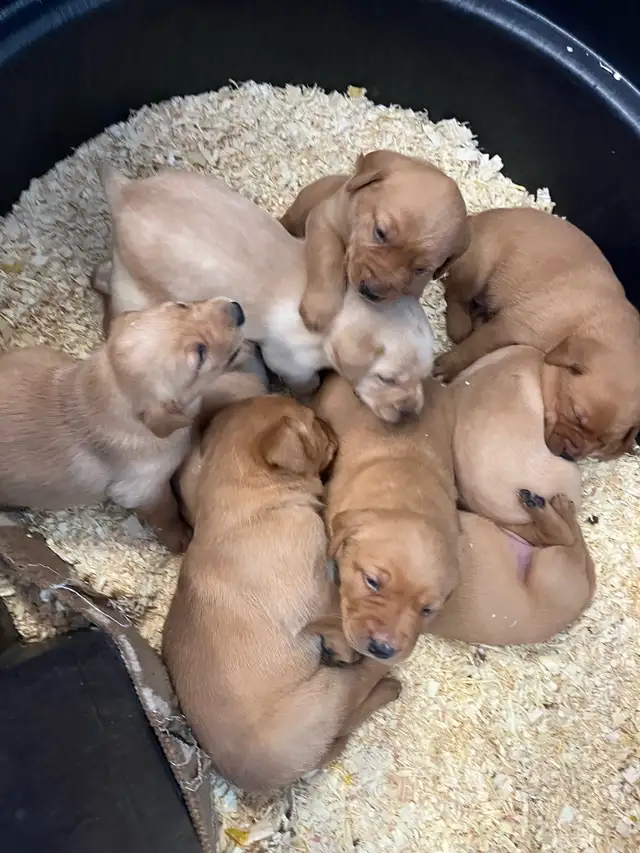 ❤️Sweetest Labs Puppies! ❤️ - Photo 10