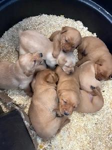 ❤️Sweetest Labs Puppies! ❤️ - Photo 10