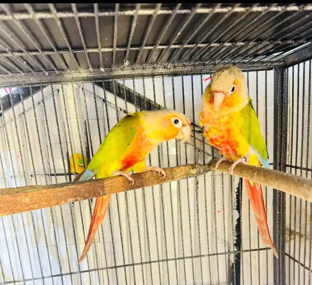 pineapple pair breeding for sale