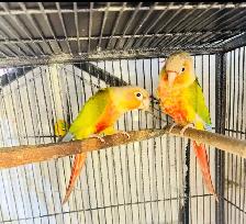 pineapple pair breeding for sale