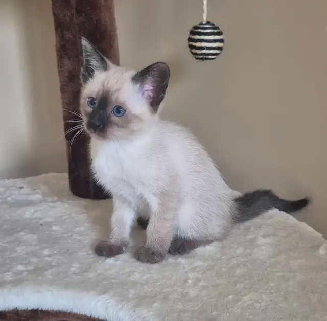 Siamese kittens,   seal point female