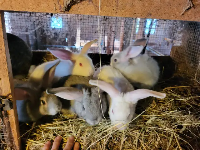 Lapin geant des flandres