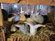 Lapin geant des flandres