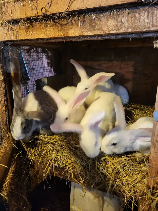 Lapin geant des flandres - Photo 2