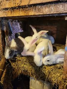 Lapin geant des flandres - Photo 2