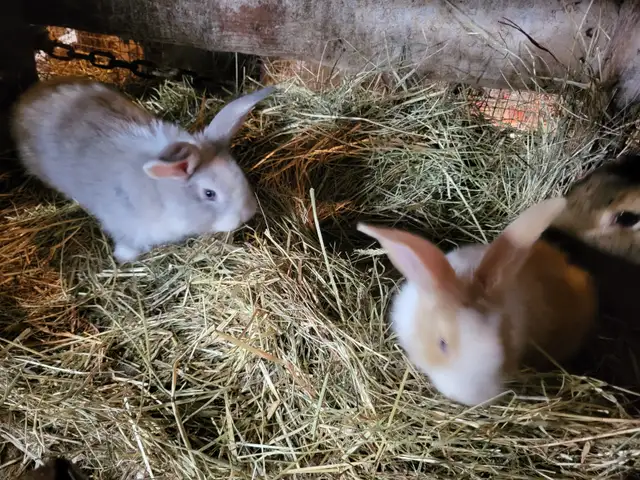 Lapin geant des flandres - Photo 3