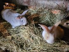 Lapin geant des flandres - Photo 3