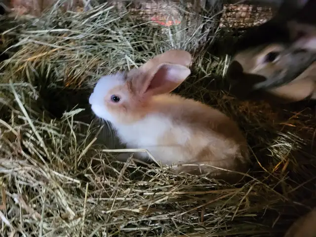 Lapin geant des flandres - Photo 4