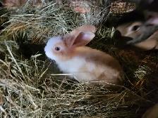 Lapin geant des flandres - Photo 4