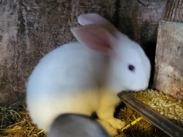 Lapin geant des flandres - Photo 5