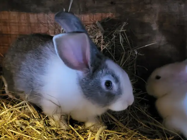 Lapin geant des flandres - Photo 6
