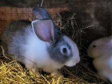 Lapin geant des flandres - Photo 6