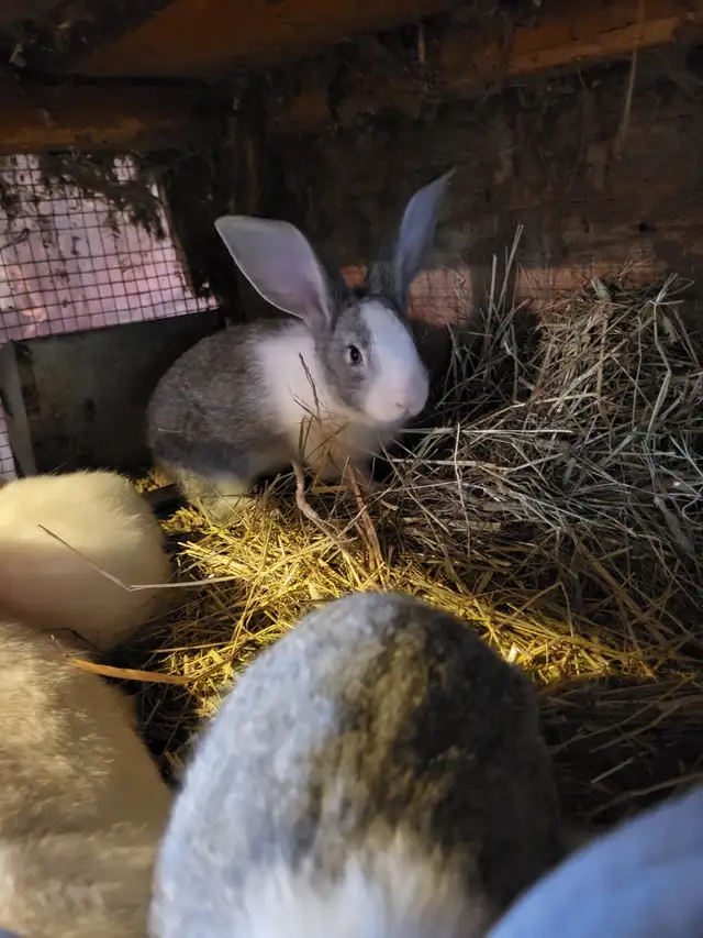 Lapin geant des flandres - Photo 7