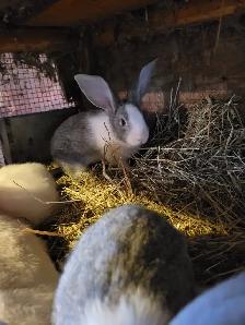 Lapin geant des flandres - Photo 7