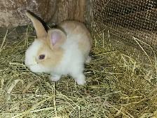Lapin geant des flandres - Photo 8