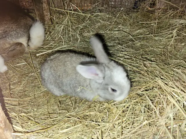 Lapin geant des flandres - Photo 9
