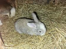 Lapin geant des flandres - Photo 9