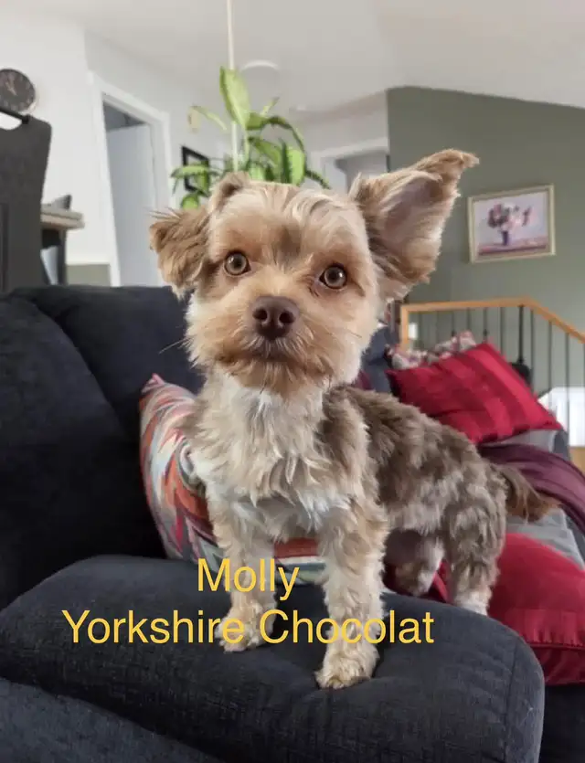 Yorkshire chocolat ( mâle ) - Photo 3