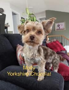 Yorkshire chocolat ( mâle ) - Photo 3