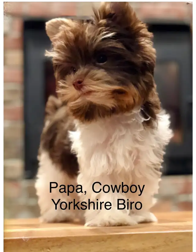 Yorkshire chocolat ( mâle ) - Photo 4