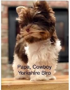 Yorkshire chocolat ( mâle ) - Photo 4